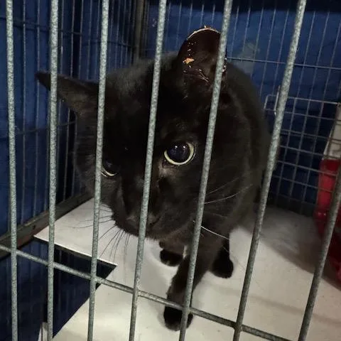 Bcas Kazoo thumbnail 2