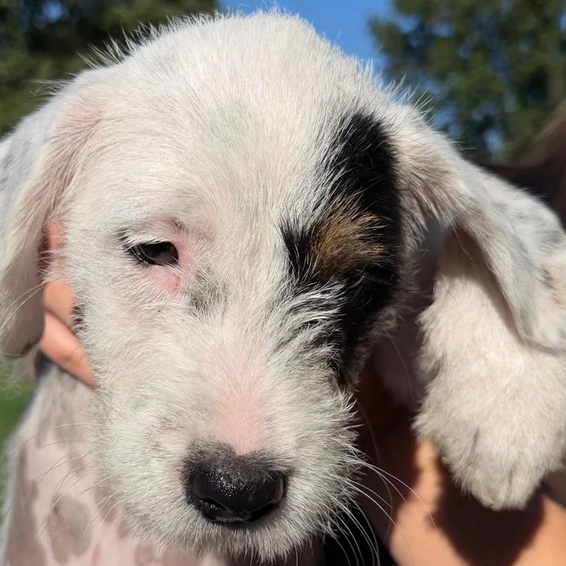 A baby small-sized male White / Cream Terrier dog named Hans Solo for adoption in Greenfield, IN