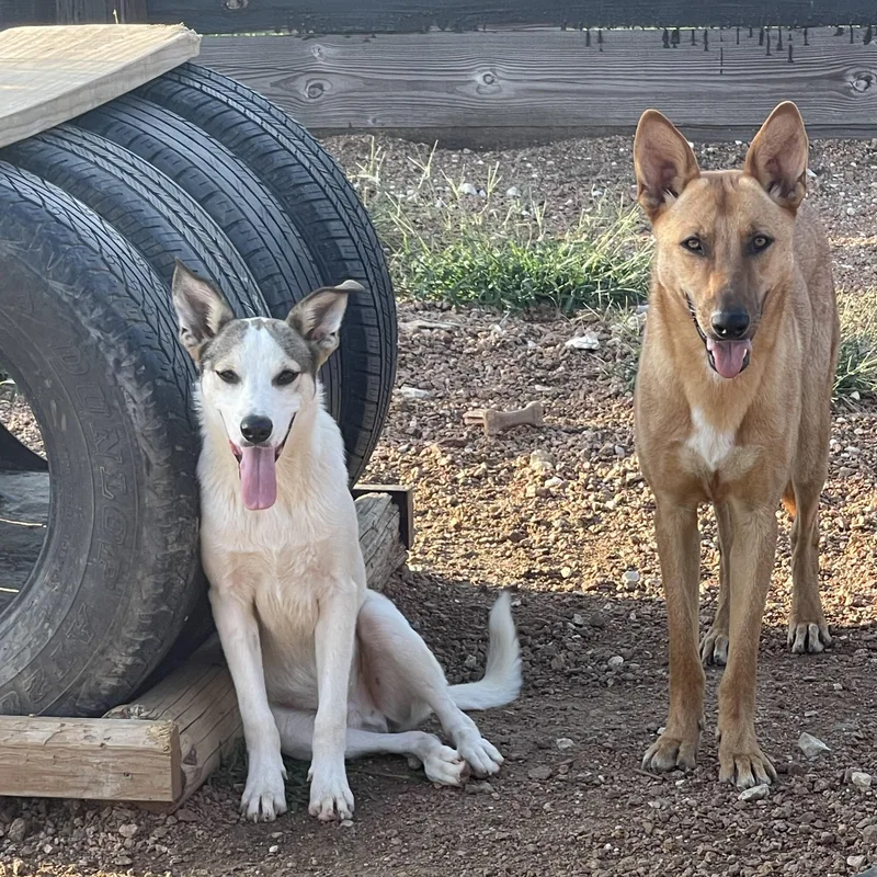 A baby medium-sized male Apricot / Beige Australian Cattle Dog / Blue Heeler dog named Archie for adoption in Sadler, TX