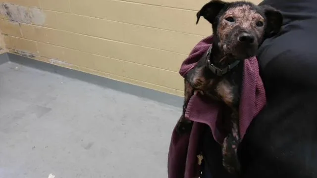 A baby small-sized male Labrador Retriever dog named Freely for adoption in Tulsa, OK