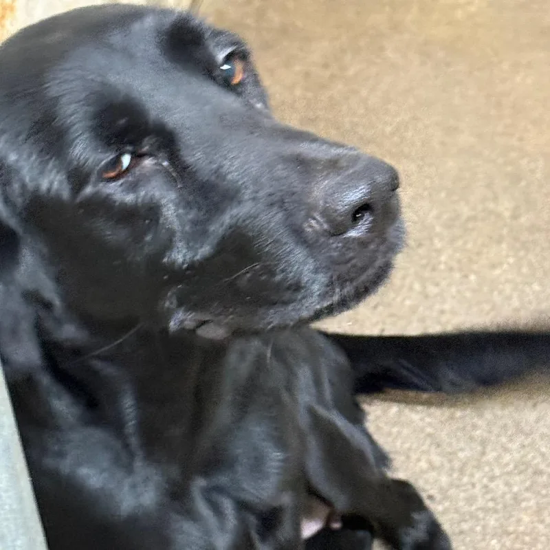 An adult medium-sized female Black Labrador Retriever dog named Sadie for adoption in Millen, GA