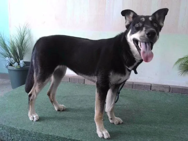 A young large-sized female German Shepherd Dog dog named Star for adoption in Baldwin Park, CA
