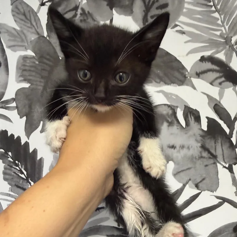 A baby small-sized female Black Domestic Short Hair cat named Panda Bear for adoption in Wahiawa, HI