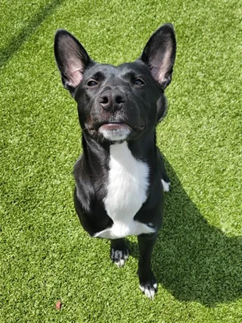 A young medium-sized female German Shepherd Dog dog named Kayak for adoption in Toledo, OH