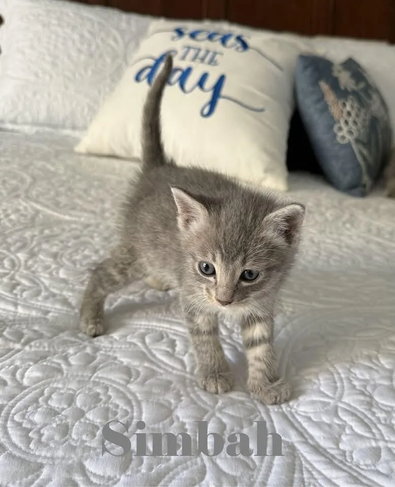 A baby medium-sized male Domestic Short Hair cat named Simbah for adoption in Crown Point, IN