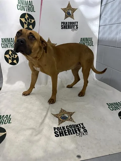 A young medium-sized female Boxer dog named Dulce for adoption in Winter Haven, FL