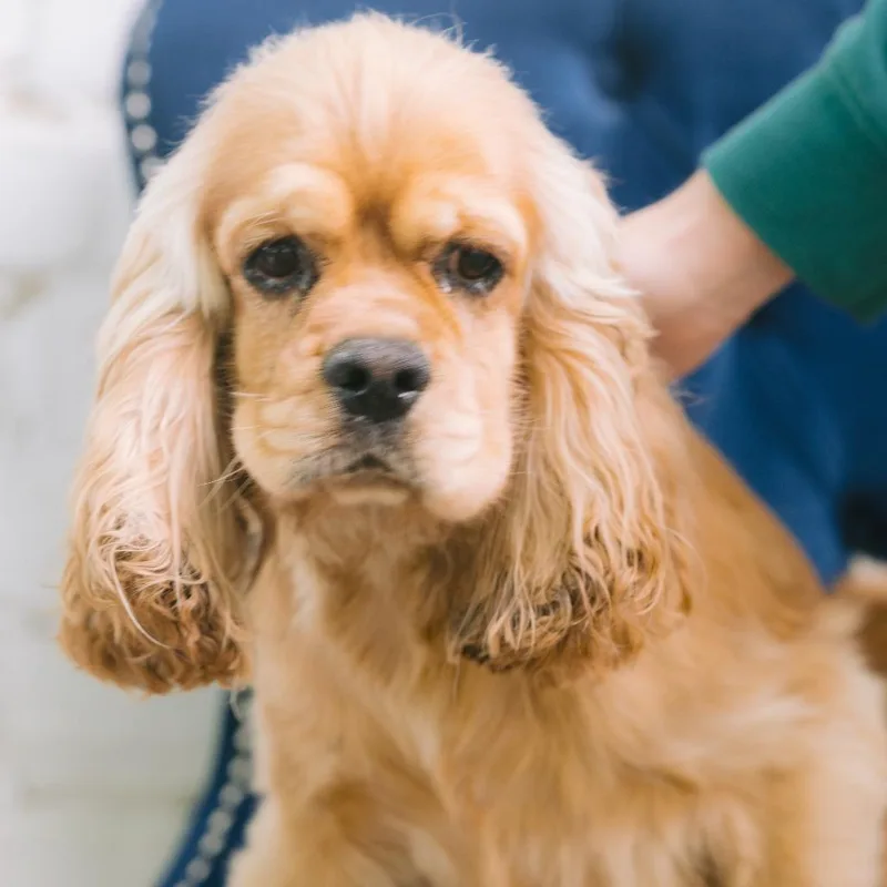 A young medium-sized male Cocker Spaniel dog named Garret for adoption in Zionsville, IN
