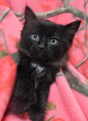 A baby medium-sized female Tuxedo cat named Cleo for adoption in Thief River Falls, MN