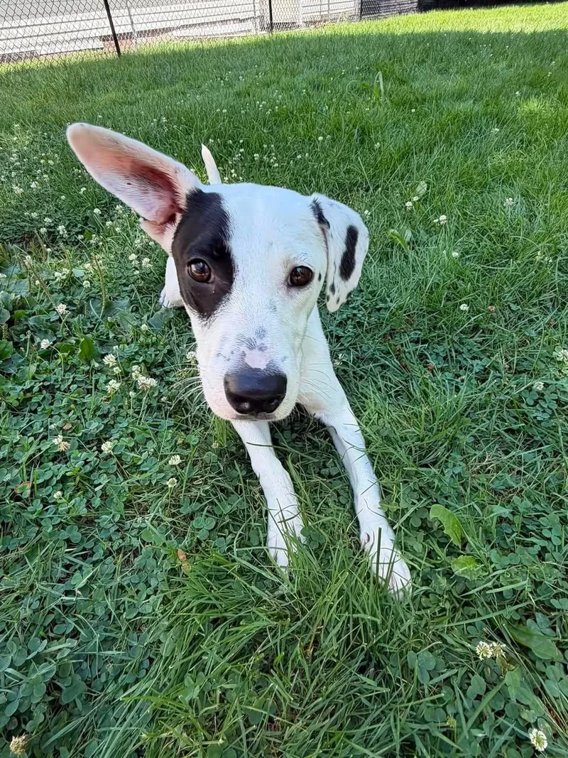 A young medium-sized male Border Collie dog named Knox for adoption in Monticello, NY