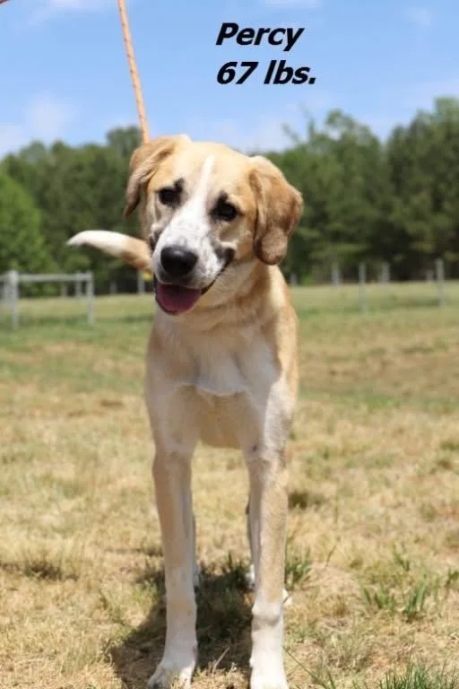 A baby large-sized male Mixed Breed dog named Percy for adoption in Oxford, NC