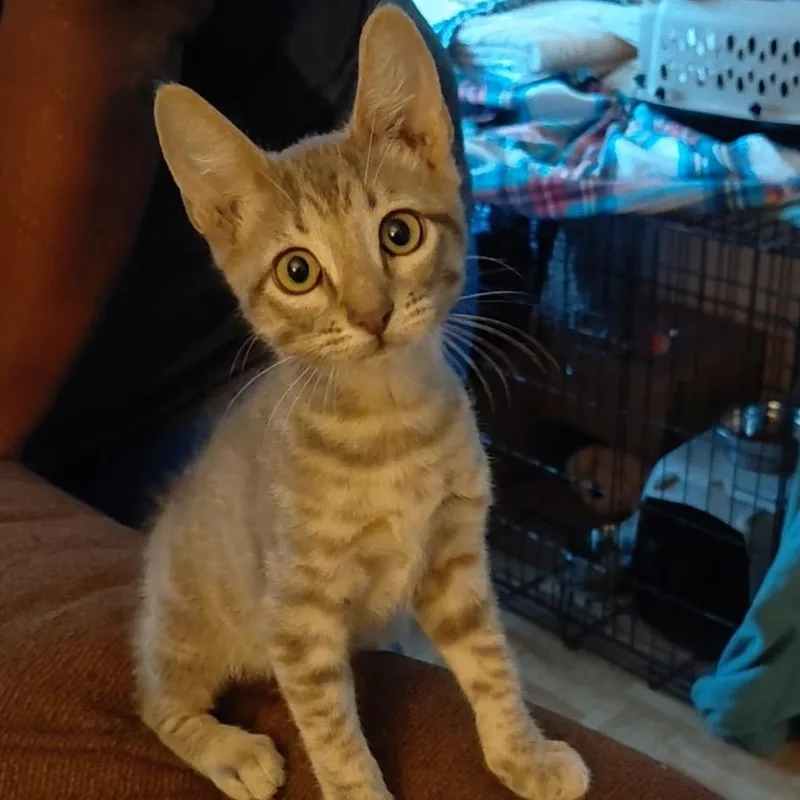 A baby small-sized female Gray / Blue / Silver Domestic Short Hair cat named Ballora for adoption in Baytown, TX