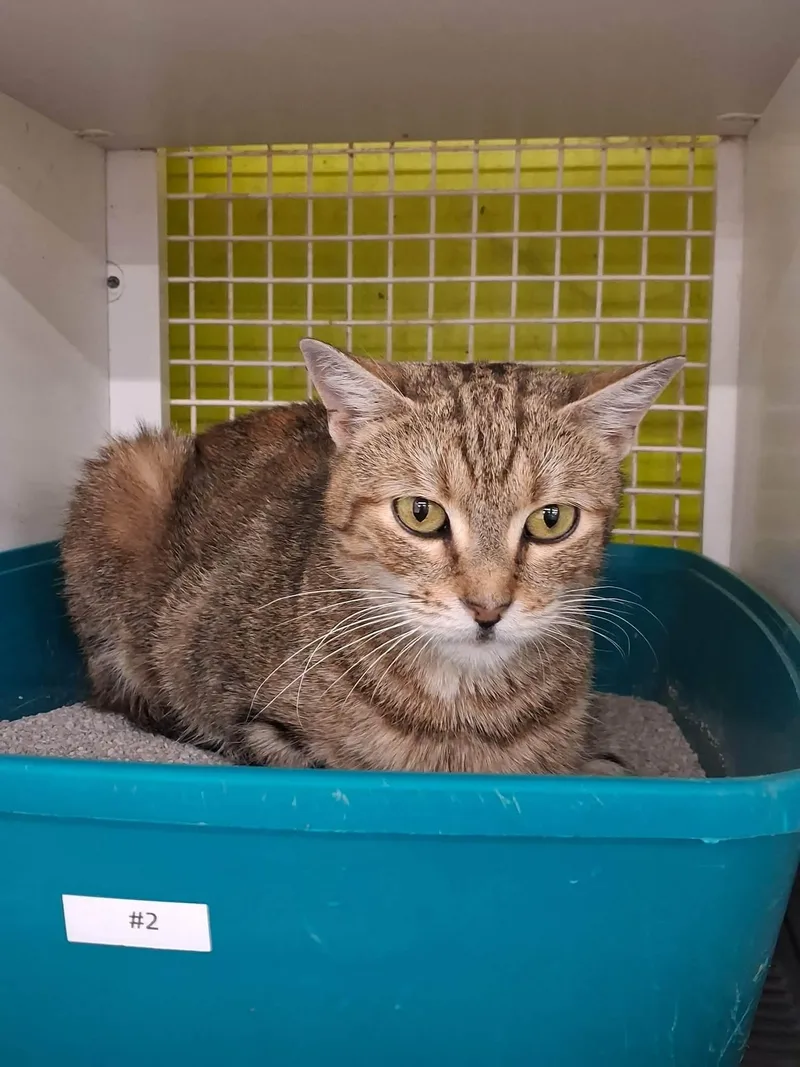 A young medium-sized female Tabby (Brown / Chocolate) American Shorthair cat named Catilda for adoption in East Orange, NJ