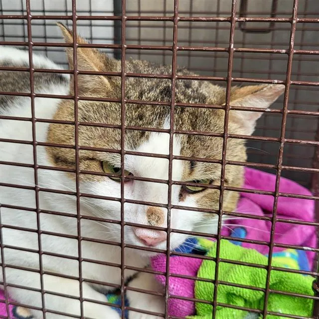 A young small-sized male Domestic Short Hair cat named Mr Little One for adoption in San Antonio, TX