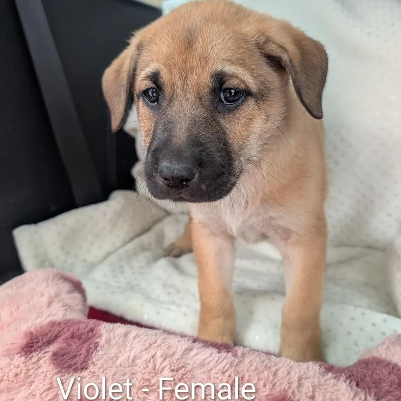 A baby small-sized female Brown / Chocolate Mixed Breed dog named Violet for adoption in Madison, WI