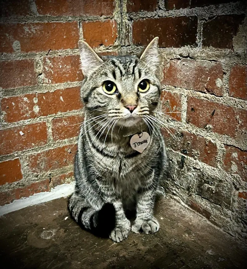 A young medium-sized male Tabby (Brown / Chocolate) Extra-Toes Cat / Hemingway Polydactyl cat named T'Challa for adoption in Johnson City, TN
