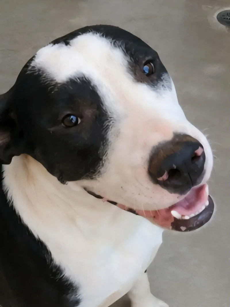 An adult medium-sized female Black American Staffordshire Terrier dog named Kraft for adoption in Kingman, AZ