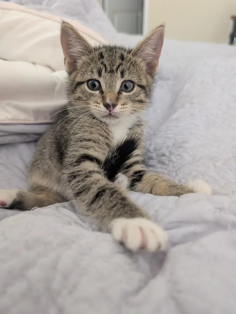 A baby medium-sized female Tabby cat named Lilith for adoption in San Antonio, TX