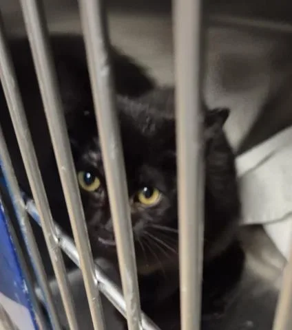 A young small-sized female Domestic Short Hair cat named Kathy for adoption in Decatur, IL