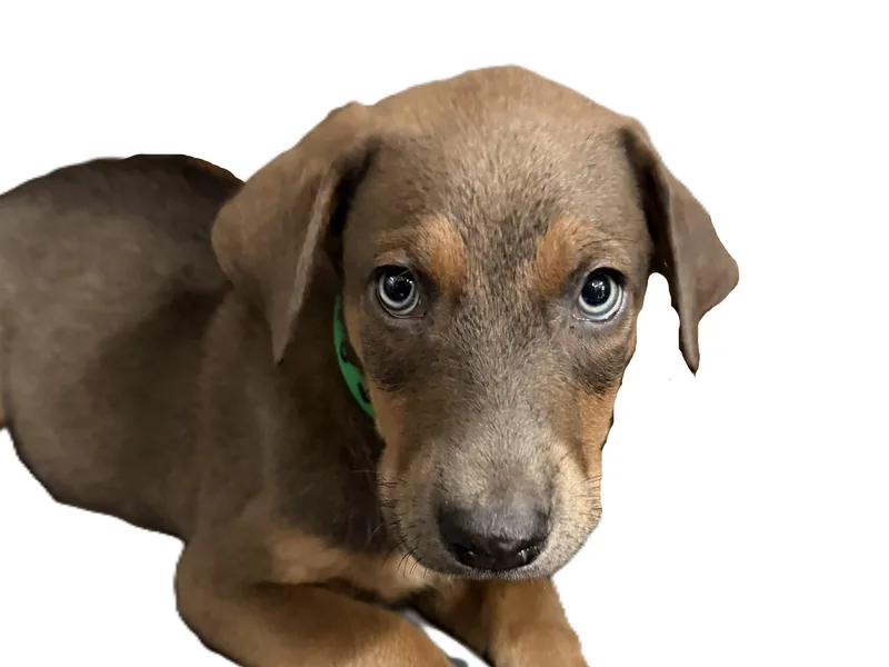 A baby medium-sized male Doberman Pinscher dog named Jerry for adoption in Los Angeles, CA