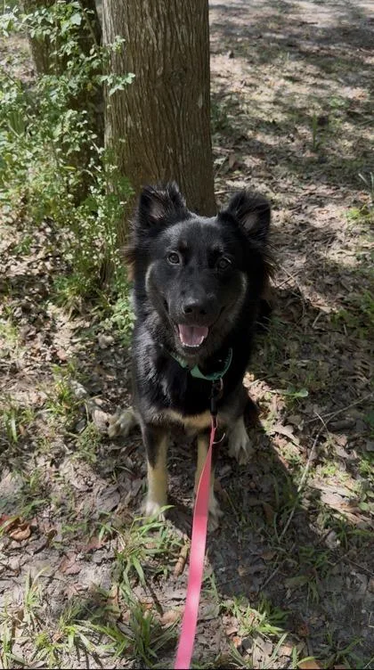 An adult large-sized female German Shepherd Dog dog named Mistress for adoption in New Orleans, LA
