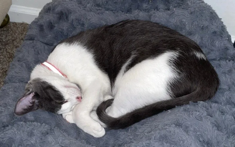 Velma And Shaggy thumbnail 2