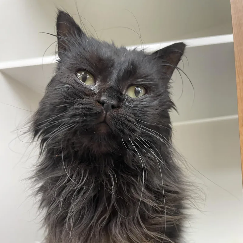 An adult medium-sized male Black Persian cat named Tofu for adoption in Champaign, IL
