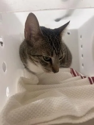 An adult small-sized female Domestic Short Hair cat named Toru for adoption in Honolulu, HI