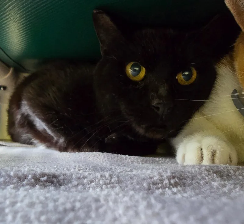An adult large-sized male Domestic Short Hair cat named Diesel Fuel for adoption in Auburn, IN