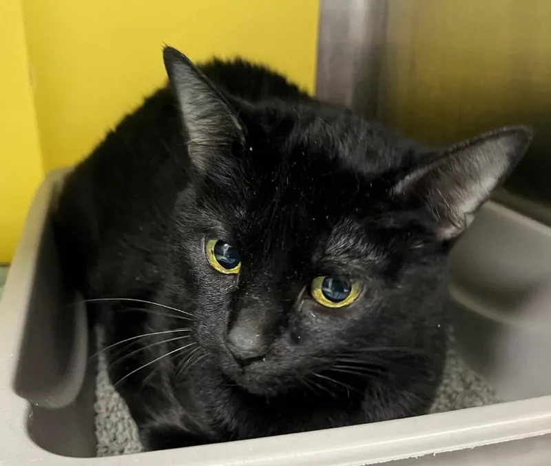 A senior medium-sized female Domestic Short Hair cat named Misfit for adoption in Richland Hills, TX