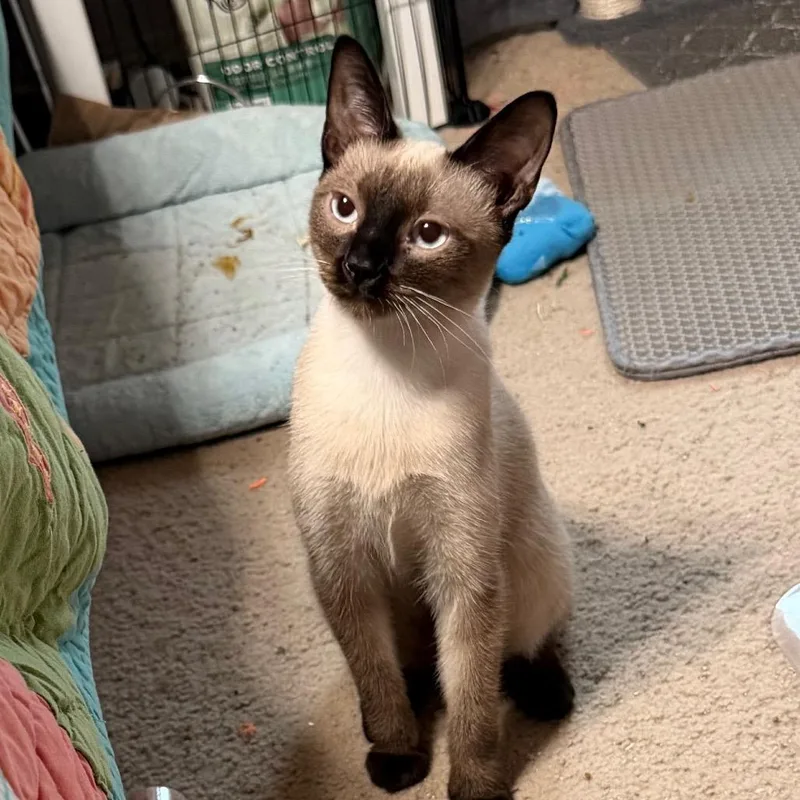 Will Work For Treats