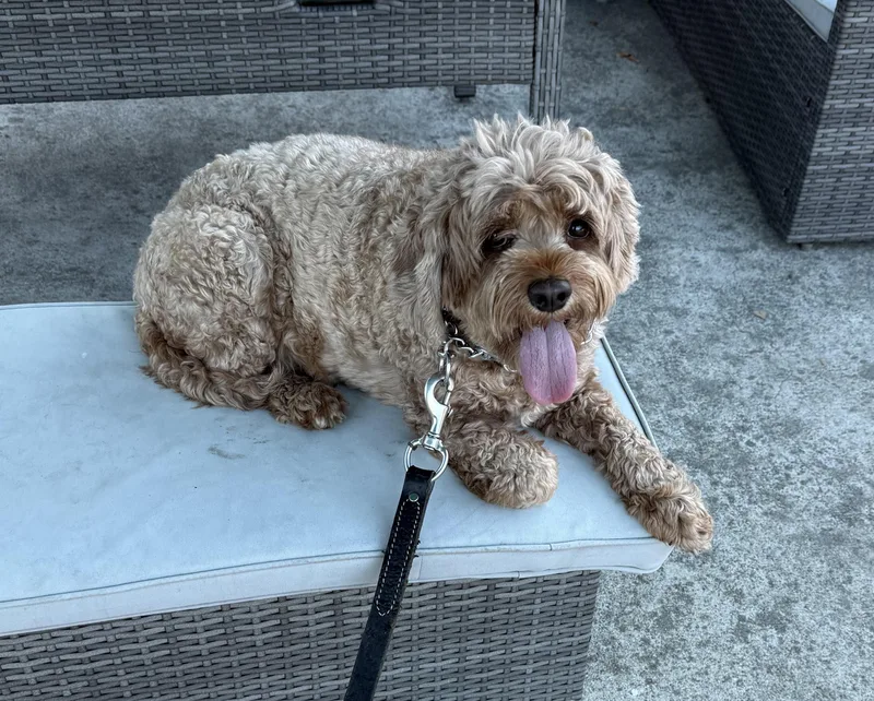An adult small-sized female Miniature Poodle dog named Penny for adoption in La Mesa, CA