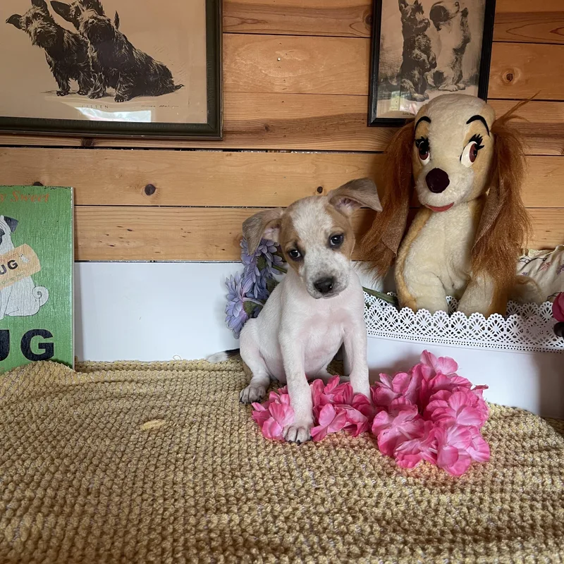 A baby small-sized female Cattle Dog dog named Jade for adoption in Vacaville, CA