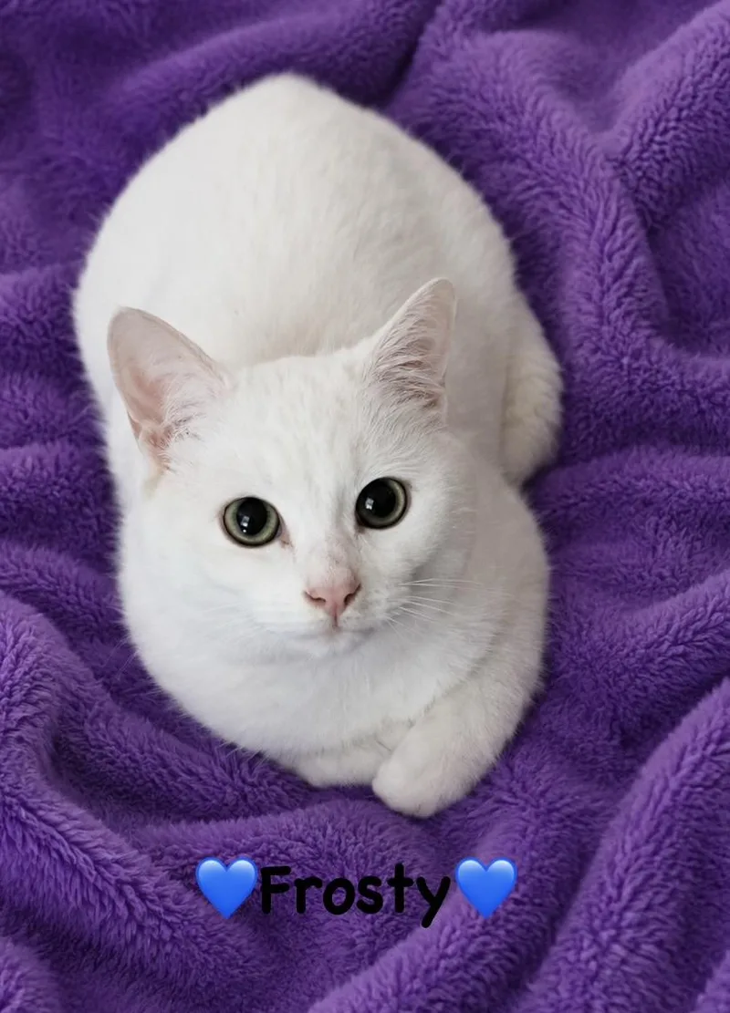 Snowy And Frosty thumbnail 3
