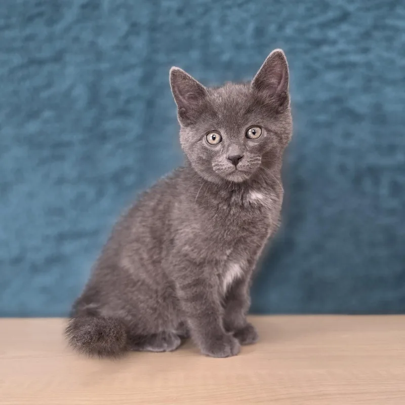 A baby small-sized male Gray / Blue / Silver Domestic Short Hair cat named Etch A Sketch for adoption in Macomb Twp, MI