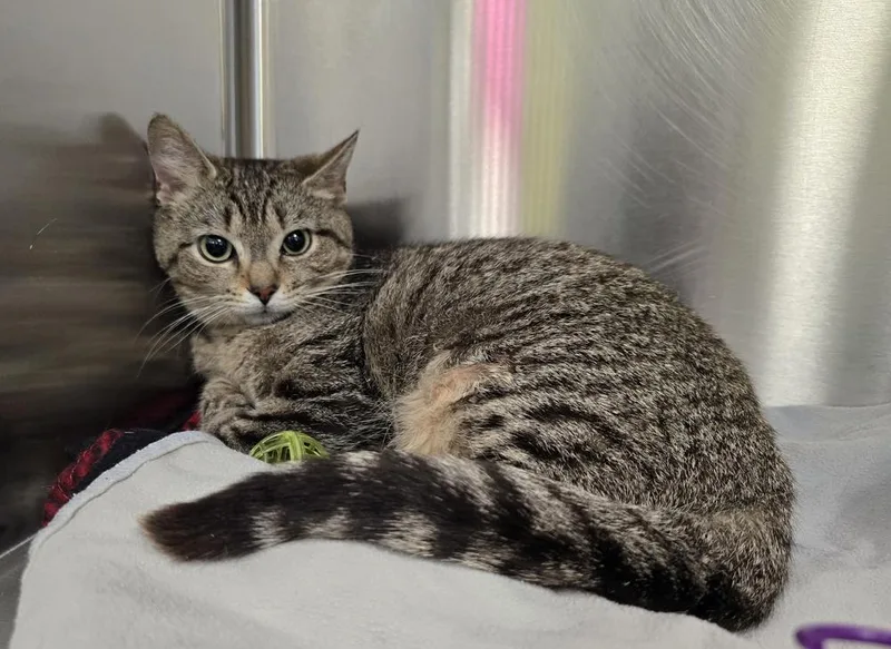 A young medium-sized female Domestic Short Hair cat named Taters for adoption in Dickson, TN