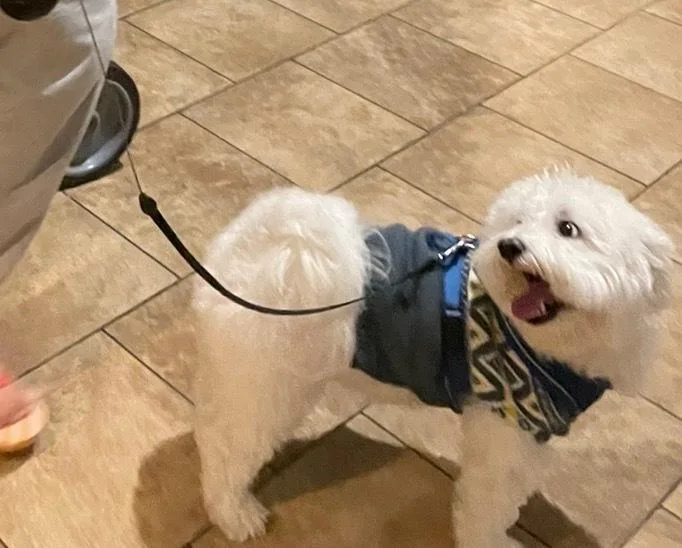 An adult small-sized male White / Cream Coton de Tulear dog named Cruiser for adoption in Waterbury, CT
