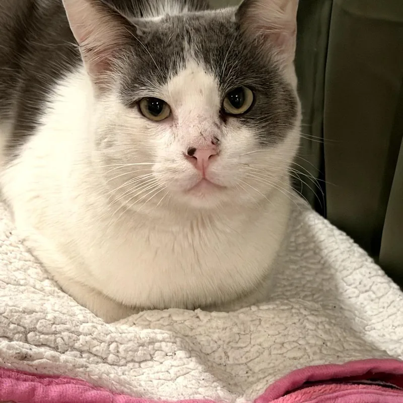 Daniel