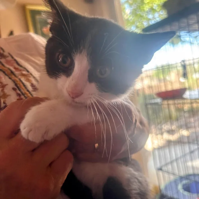 A baby small-sized male Black & White / Tuxedo Domestic Short Hair cat named Spyder for adoption in Albuquerque, NM