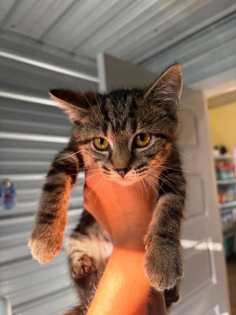 A baby medium-sized male Domestic Short Hair cat named Peaches for adoption in Russellville, KY