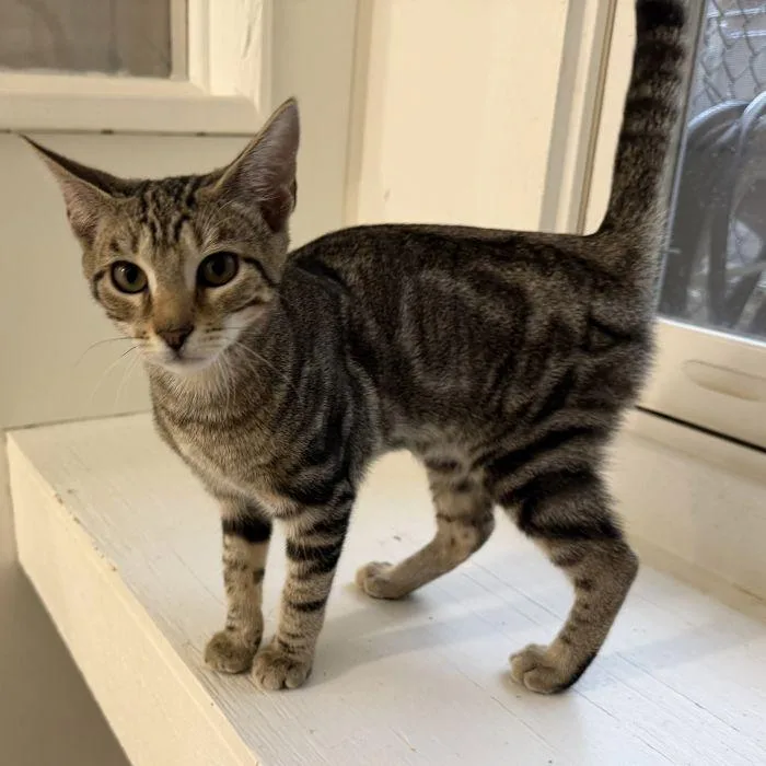 A young small-sized male Domestic Short Hair cat named Feta for adoption in Hilton Head Island, SC