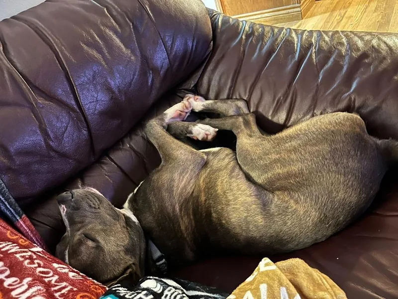 An adult medium-sized male Mixed Breed dog named Babe Ruth for adoption in Detroit, MI