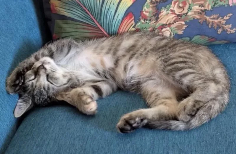 A baby small-sized female Torbie Domestic Short Hair cat named Wren for adoption in Alexandria, VA