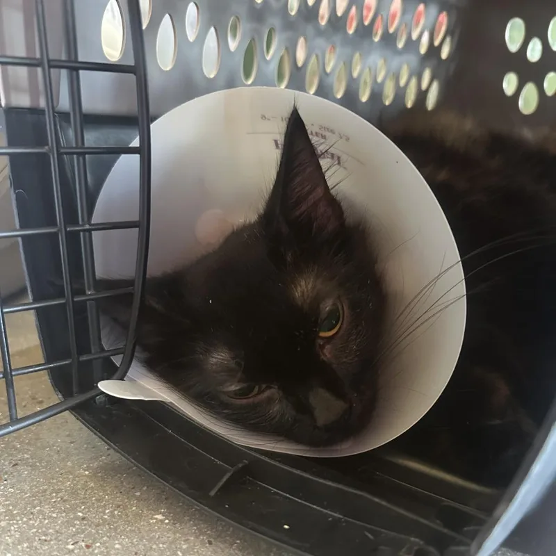 A young medium-sized female Black Domestic Long Hair cat named Bluebonnet for adoption in Leander, TX