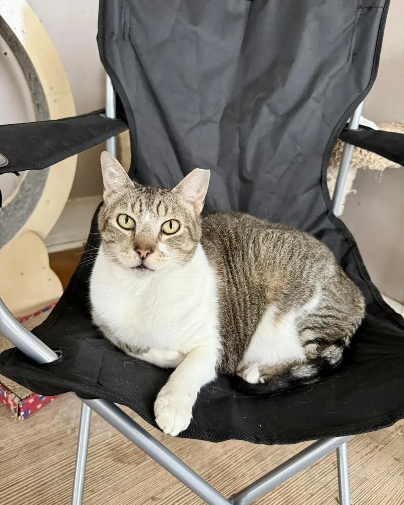 Tabitha