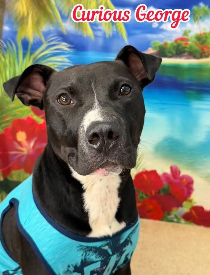 An adult medium-sized male Black Mixed Breed dog named Curious George for adoption in Flint, MI
