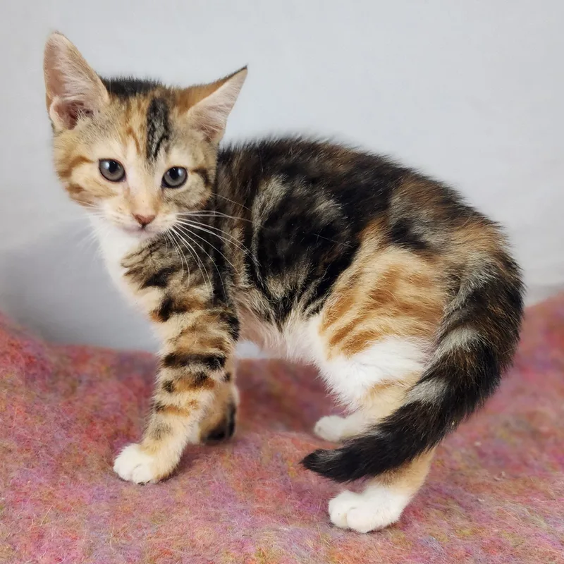 A baby small-sized female Calico Domestic Short Hair cat named Cookie for adoption in New York, NY
