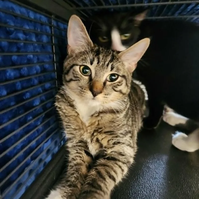 A baby medium-sized female Black Domestic Short Hair cat named Harriet for adoption in Hampton Bays, NY