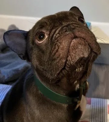 Gordo Beans thumbnail 2