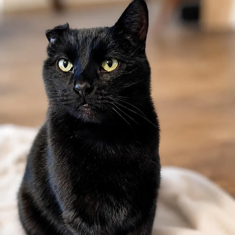 An adult small-sized male Black Domestic Short Hair cat named Sawyer for adoption in Rochester, MN