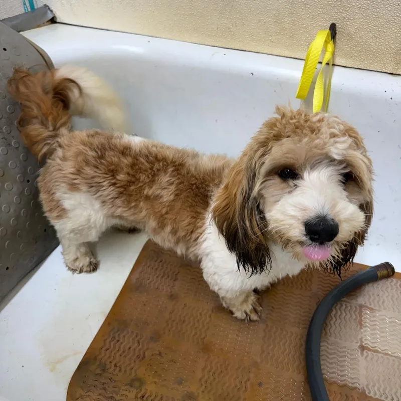 A young small-sized male White / Cream Dachshund dog named Bullet for adoption in Waggaman, LA